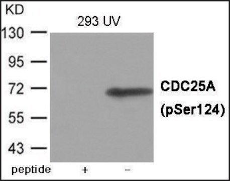 Anti-phospho-CDC25A (pSer124) antibody produced in rabbit affinity isolated antibody