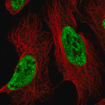 Anti-BCLAF1 antibody produced in rabbit Prestige Antibodies&#174; Powered by Atlas Antibodies, affinity isolated antibody