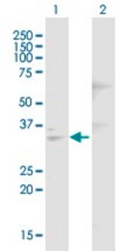 Anti-DNASE1 antibody produced in mouse purified immunoglobulin, buffered aqueous solution