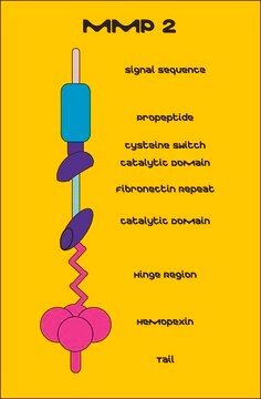 MMP-2 wstępnie aktywowany ludzki recombinant, &#8805;1,000 pmol/min/&#956;g, expressed in HEK 293 cells