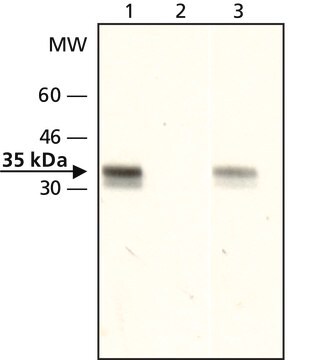 Anti-acetyl-Histone H1.4 (Ac-Lys26) antibody produced in rabbit affinity isolated antibody, buffered aqueous solution