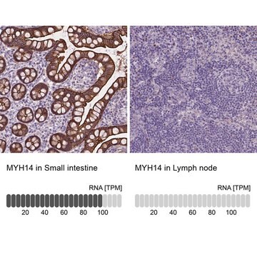 抗-MYH14 兔抗 Prestige Antibodies&#174; Powered by Atlas Antibodies, affinity isolated antibody, buffered aqueous glycerol solution