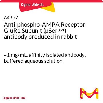 Anti-phospho-AMPA Receptor, GluR1 Subunit (pSer831) antibody produced in rabbit ~1&#160;mg/mL, affinity isolated antibody, buffered aqueous solution