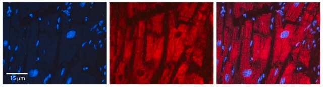 抗PDHB抗体 ウサギ宿主抗体 affinity isolated antibody