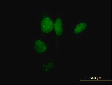 抗IRF2抗体 マウス宿主抗体 purified immunoglobulin, buffered aqueous solution