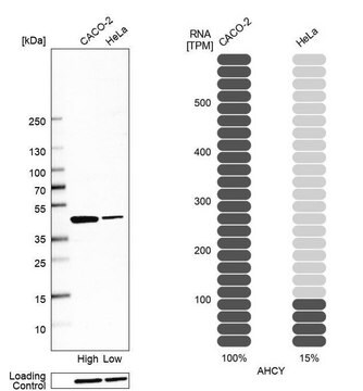 Anti-AHCY antibody produced in rabbit Prestige Antibodies&#174; Powered by Atlas Antibodies, affinity isolated antibody, buffered aqueous glycerol solution