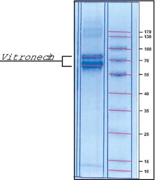 ビトロネクチン ヒト血漿由来 lyophilized powder, BioReagent, suitable for cell culture