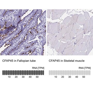 Anti-CFAP45 antibody produced in rabbit Prestige Antibodies&#174; Powered by Atlas Antibodies, affinity isolated antibody, buffered aqueous glycerol solution