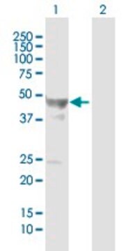 抗GFAP マウス宿主抗体 purified immunoglobulin, buffered aqueous solution