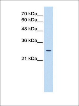 Anti-EBP affinity isolated antibody