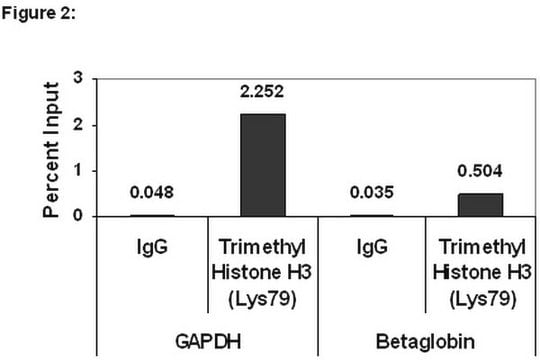 ChIPAb+ Trimethyl-Histone H3 (Lys79) - ChIP Validated Antibody and Primer Set from rabbit, purified by affinity chromatography