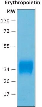 Erythropoietin (EPO) human recombinant, expressed in HEK 293 cells, suitable for cell culture