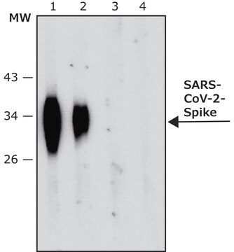 Przeciwciało anty-SARS-COV-2-Spike-RBDregion, mysie monoklonalne clone SP-10, purified from hybridoma cell culture