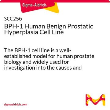 Humane benigne BPH-1-Prostatahyperplasie-Zelllinie The BPH-1 cell line is a well-established model for human prostate biology and widely used for investigation into the causes and potential treatments for prostatic disease.