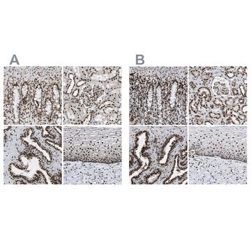 Anti-NUMA1 antibody produced in rabbit Prestige Antibodies&#174; Powered by Atlas Antibodies, affinity isolated antibody, buffered aqueous glycerol solution, Ab2