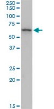 Monoclonal Anti-KRT6B antibody produced in mouse clone 1C12, purified immunoglobulin, buffered aqueous solution