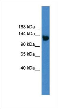 抗LRP8抗体 ウサギ宿主抗体 affinity isolated antibody