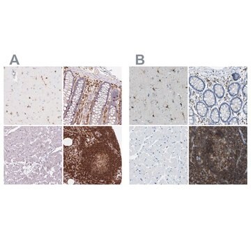 Anti-APBB1IP antibody produced in rabbit Prestige Antibodies&#174; Powered by Atlas Antibodies, affinity isolated antibody, buffered aqueous glycerol solution