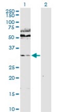 Anti-WDR77 antibody produced in rabbit whole antiserum, buffered aqueous solution