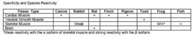 Anti-Ryanodine Receptor Mouse mAb (C3-33) liquid, clone C3-33, Calbiochem&#174;