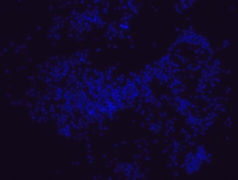 Sonda FISH Porphyromonas gingivalis - Cy3 Probe for fluorescence in situ hybridization (FISH),20 &#956;M in water