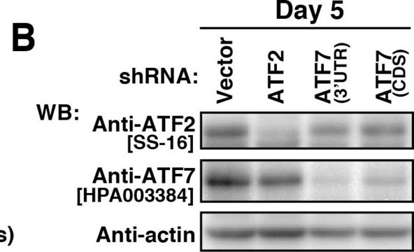 Anti-ATF7 antibody produced in rabbit Prestige Antibodies&#174; Powered by Atlas Antibodies, affinity isolated antibody, buffered aqueous glycerol solution