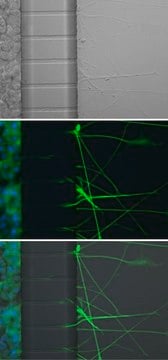 AXIS Axon Isolation Device, 150 &#181;m, Plasma Bonded