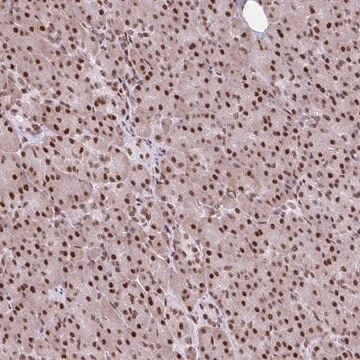 Anti-RIPK3 antibody produced in rabbit Prestige Antibodies&#174; Powered by Atlas Antibodies, affinity isolated antibody, buffered aqueous glycerol solution