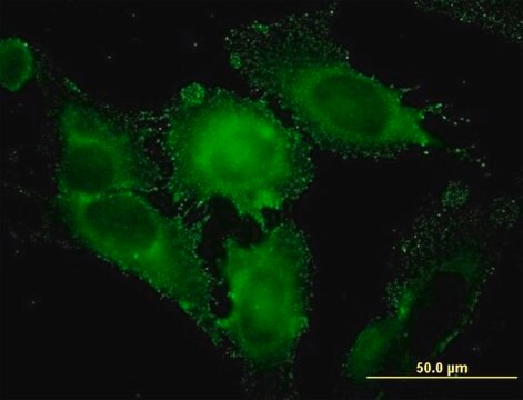 Monoclonal Anti-STX1A antibody produced in mouse clone 1B11-1A8, purified immunoglobulin, buffered aqueous solution