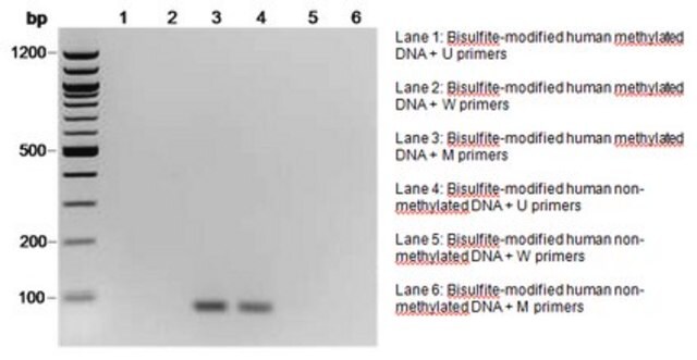 CpGenome-Standard-Set mit humaner nicht methylierter DNA It is intended for use as a negative control in gene methylation studies, such as bisulfite conversion of DNA with the CpGenome Turbo Bisulfite Modification Kit.