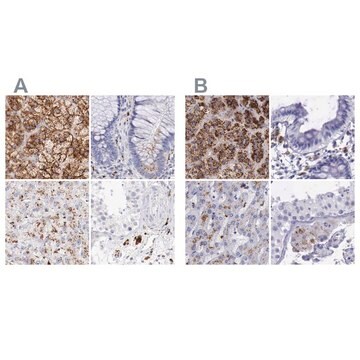 抗-GLA 兔抗 Ab1, Prestige Antibodies&#174; Powered by Atlas Antibodies, affinity isolated antibody, buffered aqueous glycerol solution