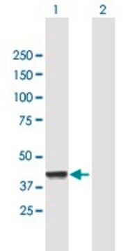 抗CNP抗体 マウス宿主抗体 purified immunoglobulin, buffered aqueous solution