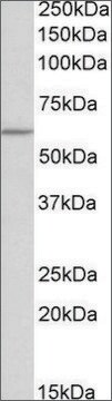 Anti-TPH2 (N-terminal) antibody produced in goat affinity isolated antibody, buffered aqueous solution