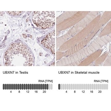 Anti-UBXN7 antibody produced in rabbit Prestige Antibodies&#174; Powered by Atlas Antibodies, affinity isolated antibody, buffered aqueous glycerol solution