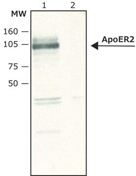 Anticorpo anti-ApoER2 affinity isolated antibody, buffered aqueous solution