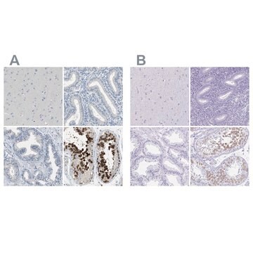 Anti-DAZL antibody produced in rabbit Prestige Antibodies&#174; Powered by Atlas Antibodies, affinity isolated antibody, buffered aqueous glycerol solution, Ab2