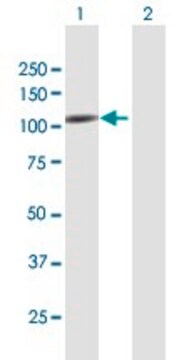 Anti-RAPGEF4 antibody produced in mouse purified immunoglobulin, buffered aqueous solution