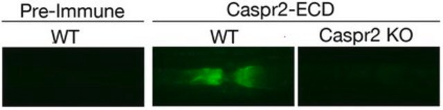 Anti-Caspr2 Antibody, extracellular domain serum, from rabbit