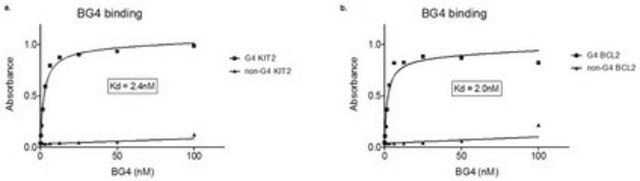 抗DNA G-四重鎖構造抗体、クローンBG4 clone BG4, from Escherichia coli