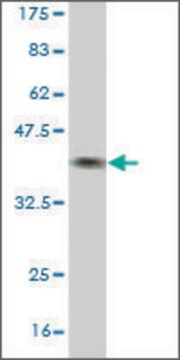 Monoclonal Anti-BBS7 antibody produced in mouse clone 2H6, purified immunoglobulin, buffered aqueous solution