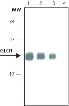 Anti-Glyoxalase I antibody, Rat monoclonal clone Clone 6F10, purified from hybridoma cell culture