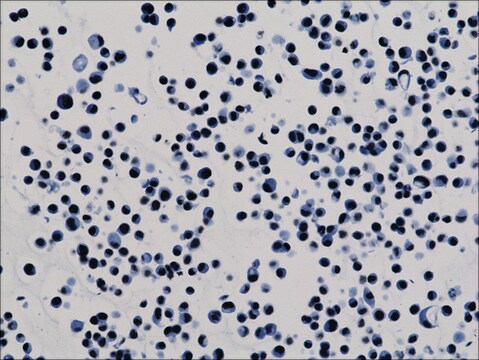 Anti-Acetyl-Histone H3 (Lys9) antibody, Rabbit monoclonal recombinant, expressed in HEK 293 cells, clone RM161, purified immunoglobulin