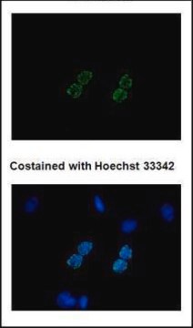 Monoklonales Anti-6X His-Tag in Maus hergestellte Antikörper clone GT359, affinity isolated antibody