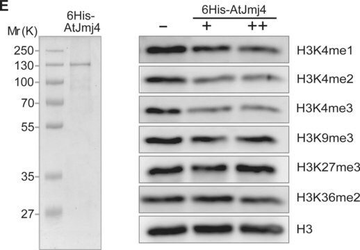 Anticorps anti-monométhyl-histone&nbsp;H3 (Lys4) Upstate&#174;, from rabbit