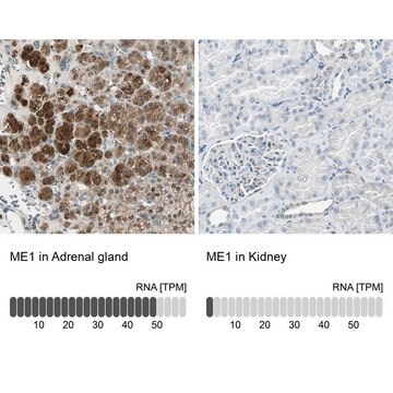 Anti-ME1 antibody produced in rabbit Prestige Antibodies&#174; Powered by Atlas Antibodies, affinity isolated antibody, buffered aqueous glycerol solution