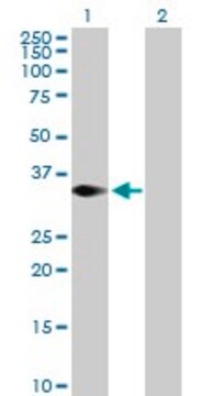 Anti-TRIM4 antibody produced in mouse purified immunoglobulin, buffered aqueous solution