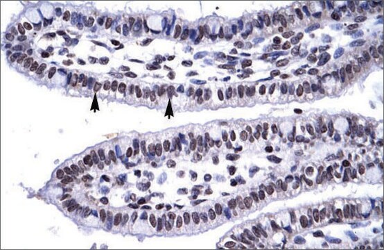 Anti-MyF6 antibody produced in rabbit affinity isolated antibody