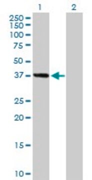 Anti-MSI1 antibody produced in mouse purified immunoglobulin, buffered aqueous solution