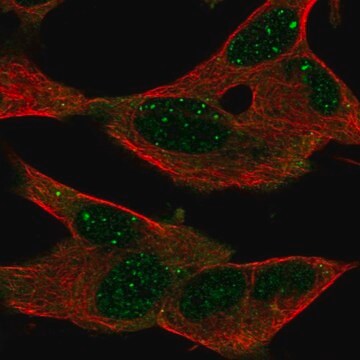 Anty-GPR155 Prestige Antibodies&#174; Powered by Atlas Antibodies, affinity isolated antibody