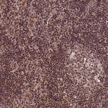 Anti-CABIN1 antibody produced in rabbit Prestige Antibodies&#174; Powered by Atlas Antibodies, affinity isolated antibody, buffered aqueous glycerol solution